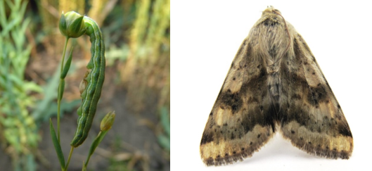 Люцерновая совка (Heliothis viriplaca Hofn.)