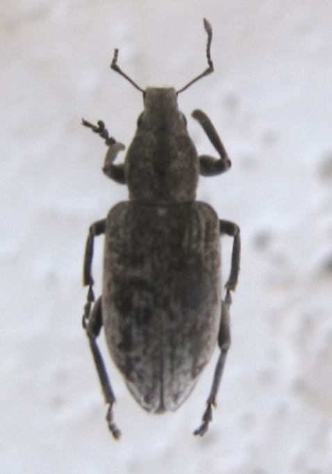 Серый долгоносик (Tanymecus pflliatus F.)